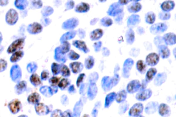 JUNB / JUN-B Antibody (Asp253)