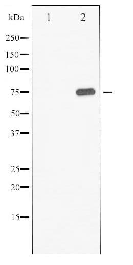 Polyclonal Rabbit anti-Human SYN1 / Synapsin 1 Antibody (phospho-Ser9, WB)