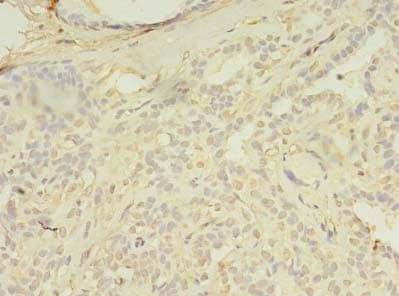 SPIC Antibody