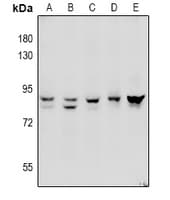 ADAM10 Antibody