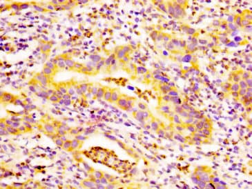 EDAR Antibody