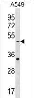 GABRR2 Antibody (aa37-65)