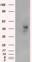 PRKAR2A Antibody (clone OTI1G7)