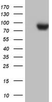 Monoclonal Mouse anti-Human PARN Antibody (clone OTI2D9, aa1-266, WB)