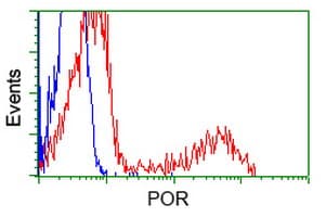 CYPOR / POR Antibody (clone OTI5B3)