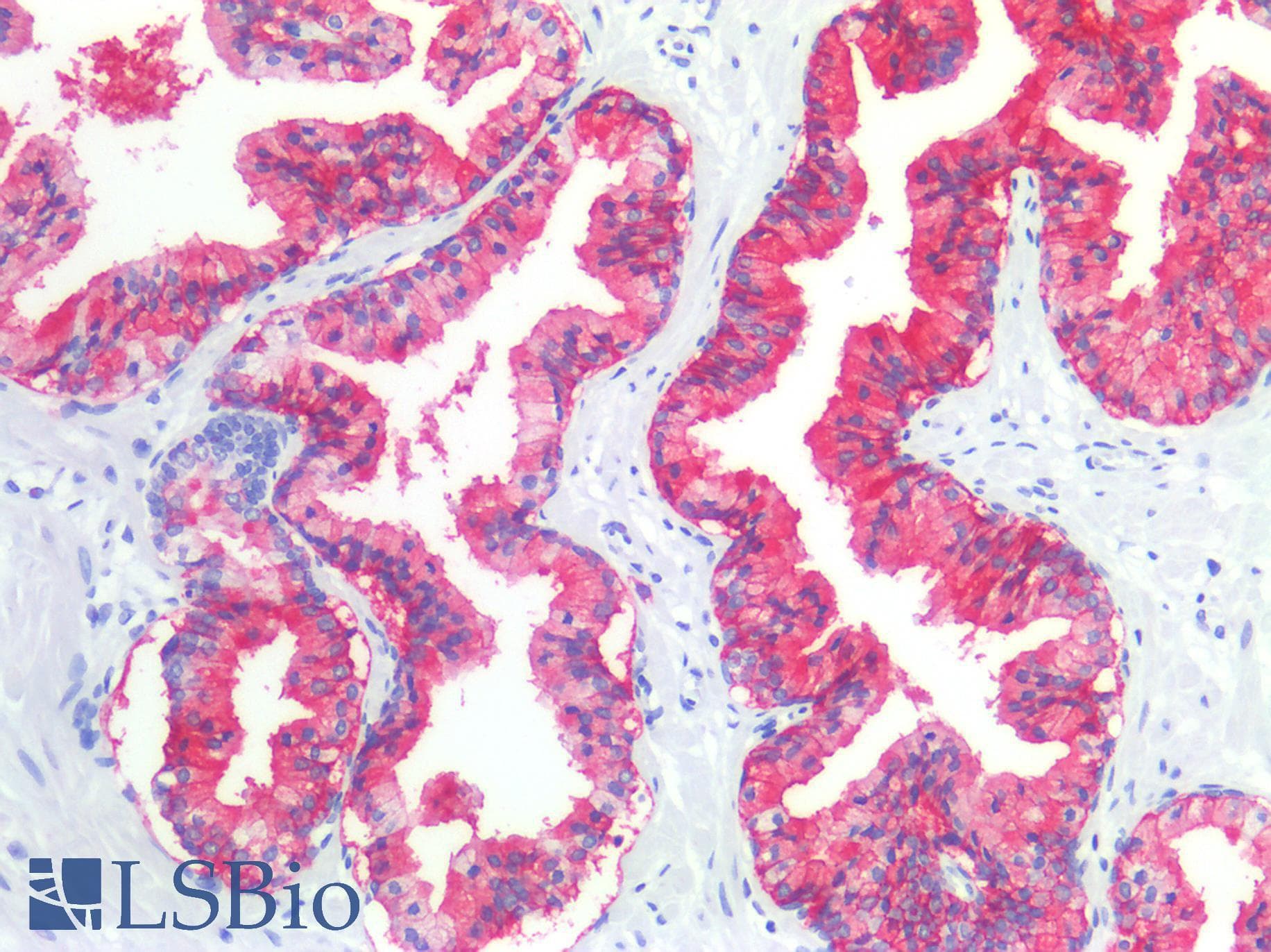 PathPlus™ CD38 Antibody (C-Terminus)