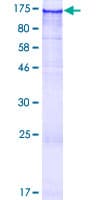 Human FAM120B Protein (Recombinant GST)