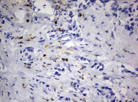 PEG3 Antibody (aa1-364, clone OTI1E10, Carrier-free)