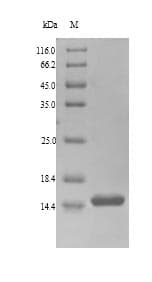 Bertholletia excelsa BE2S1 Protein (Recombinant 6His, N-terminus)