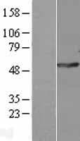 POLG2 Protein (Over-Expression Lysate Myc-DDK (Flag))