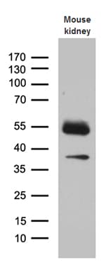 Monoclonal Mouse anti-Human KLF7 Antibody (clone OTI8D7, WB)