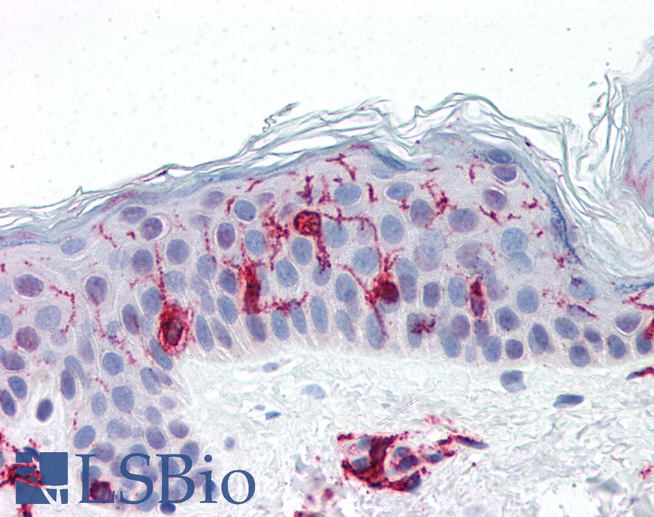 IHC-plus™ Monoclonal Mouse anti-Sheep MHC Class II DQ DR Polymorphic Antibody (clone 49.1, FITC, IHC)