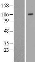 Human SULF2 / Sulfatase 2 Protein (Over-Expression Lysate Myc-DDK (Flag))