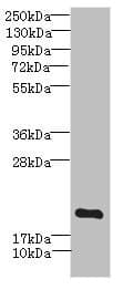 Polyclonal Rabbit anti-Human MYL7 Antibody (IHC, WB)