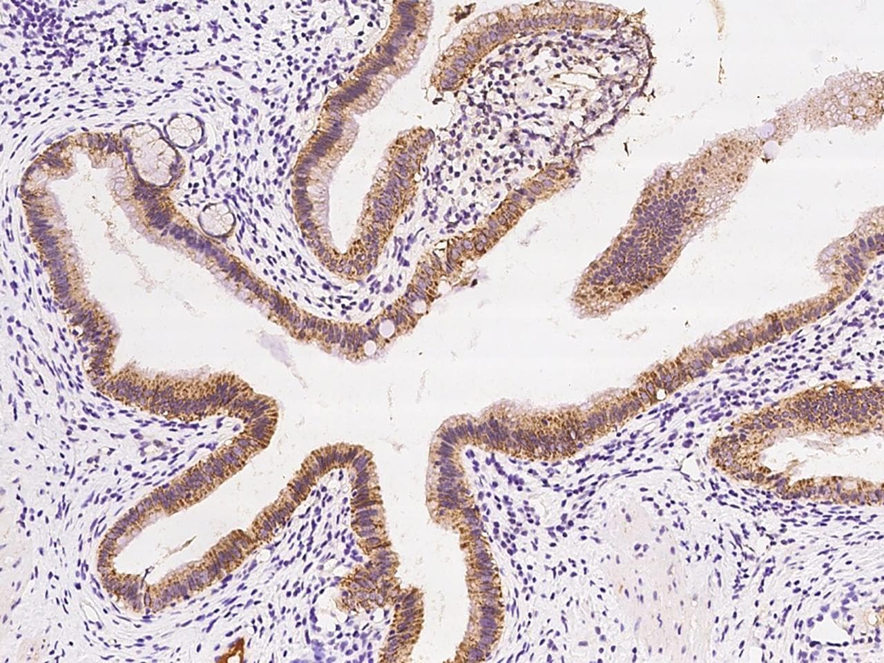 AK4 / Adenylate Kinase 4 Antibody