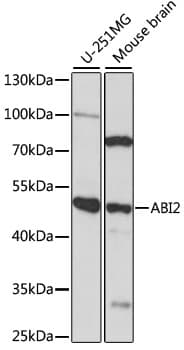 ABI2B / ABI2 Antibody