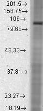 HCN2 Antibody (aa761-863, clone S71-37, Biotin)