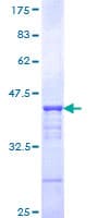 Human CHD3 Protein (Recombinant GST, N-terminus)