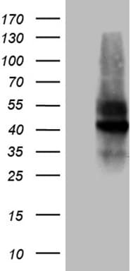 VSIR / GI24 / VISTA Antibody (clone OTI7E9)