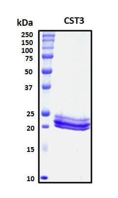 Human CST3 / Cystatin C Protein (Recombinant His, N-Terminal)
