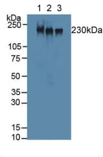 MYH2 Antibody (aa1238-1472, PE)