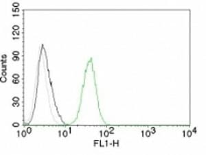 PECAM-1 / CD31 Antibody (clone C31.10)