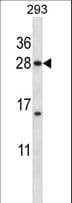 H1FX Antibody (aa138-167)