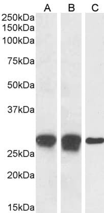 IHC-plus™ Polyclonal Goat anti-Human APOBEC3A Antibody (aa7-20, IHC, IF, WB)