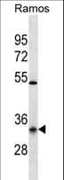 Polyclonal Rabbit anti-Human OR10G9 Antibody (aa211-239, WB)