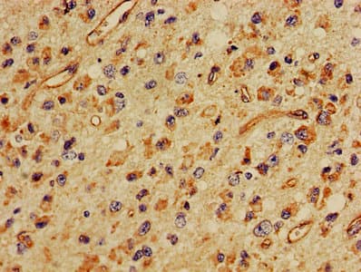 MBP / Myelin Basic Protein Antibody