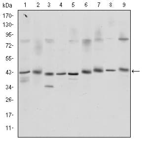Monoclonal Mouse anti-Human CREB1 / CREB Antibody (clone 5G3, IHC, IF, WB)