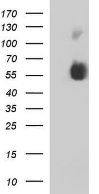 SIGLEC7 / CD328 Antibody (clone OTI1E3, Carrier-free)