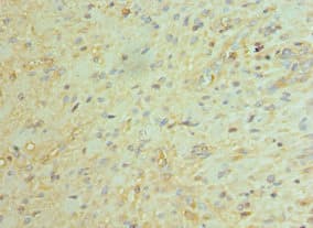 BCL11A Antibody (aa1-230)