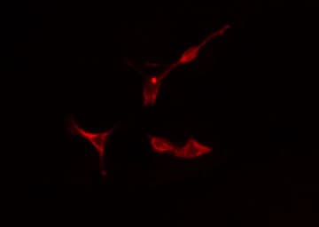 MCPH1 Antibody