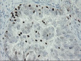 MAFB Antibody (aa32-320, clone OTI1E9)