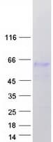 Human FAM90A13 Protein (Recombinant Myc-DDK (Flag))