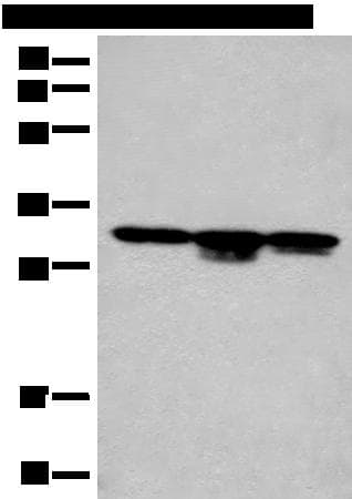 CA7 / Carbonic Anhydrase VII Antibody