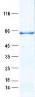 Human KRT3 / CK3 / Cytokeratin 3 Protein (Recombinant His, N-Terminal)