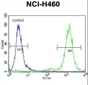 ZSCAN5B Antibody (aa403-431)