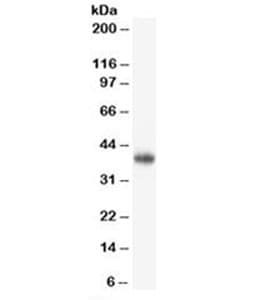 CD47 Antibody (clone B6H12.2, Azide-free, BSA-free)