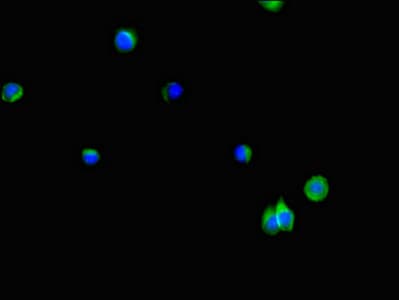 LPP3 / PPAP2B Antibody