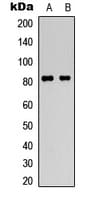 HSF1 Antibody (C-Terminus)