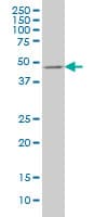 E2F3 Antibody (clone 5F7)