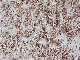 EXOSC7 Antibody (clone OTI2E5)