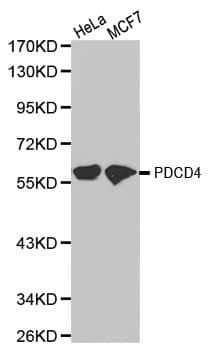 PDCD4 Antibody