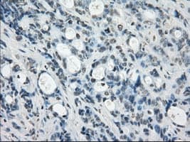 SSX2 Antibody (clone OTI4D10, Carrier-free)