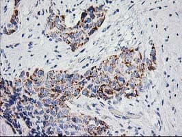 PPM1B Antibody (clone OTI3E8, Carrier-free)