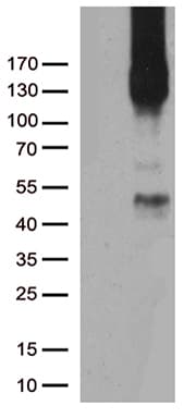 PECAM-1 / CD31 Antibody (clone UMAB30)
