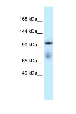 MICAL1 / MICAL Antibody (C-Terminus)