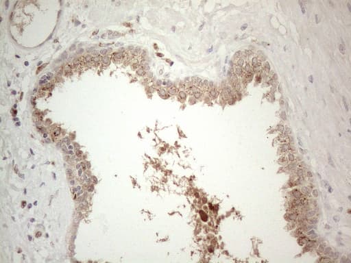 GRN / Granulin Antibody (aa327-593, clone OTI3B3)